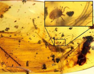 В янтаре обнаружили клещей, которые жили в гнездах динозавров