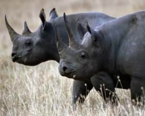 На видео показали, как перевозят носорогов