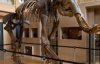 Скелет мамонта продали за полмиллиона евро