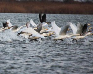 На Одещину злетілися рідкісні птахи