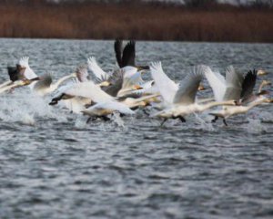 В Одесскую область слетелись редкие птицы