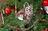 Как животные нападают и уничтожают новогодние елки - смешные фото