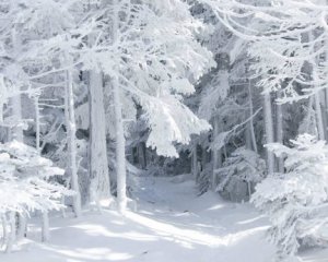 Показали, как в РФ красят снег к Новому году