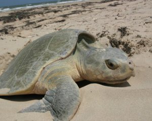 Черепаха заплуталася у 800 кг кокаїну