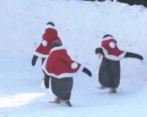 Пінгвінів одягли у костюми Санти