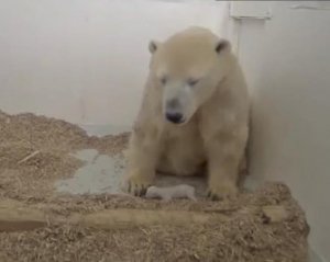 Белый медвежонок умер при странных обстоятельствах