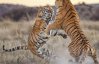 Сфотографували, як тигри ділять територію