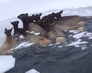 Из ледяной воды спасли 13 оленей