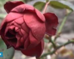 В Украине посреди зимы расцвели розы
