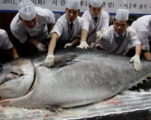 Рыбину весом 405 кг продали за $ 323 тыс.