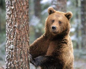 Повідомили, чому ведмеді досі не впали у сплячку