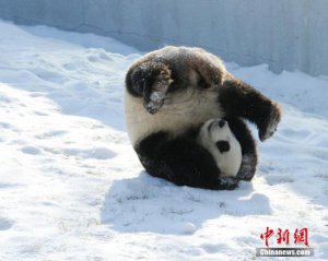 Маленькая панда искупалась в снегу