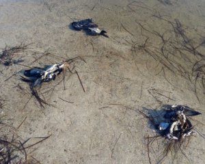 З&#039;ясували, від якої хвороби загинули птахи у Чорному морі