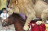 Тигр и львица напали на лошади в цирке - жуткое видео