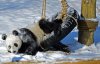 Сеть развеселили панды, которые впервые увидели снег