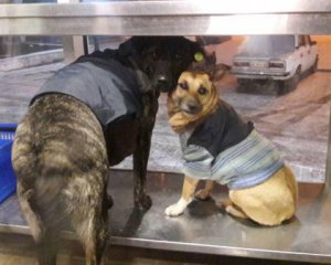 Для бездомных собак сшили свитера