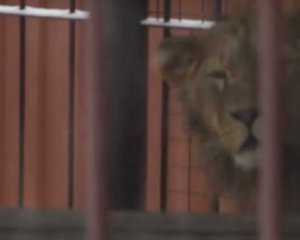 Под Киевом владельцы держат льва в частном дворе