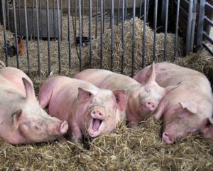Заборонили завозити свиней з Польщі