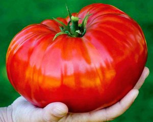 Томат-гігант: виростили овоч незвичайної форми