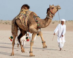 Верблюдиць з ботоксом вигнали з конкурсу краси