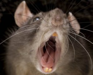 Сотни крыс в центре Парижа шокировали сеть