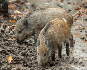 Це війна: мисливці у Польщі хочуть знищити 90% диких кабанів