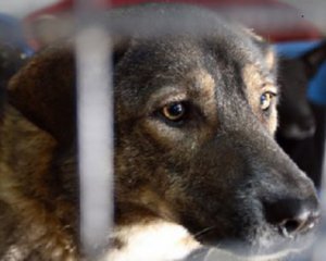 Жорстоке вбивство собаки шокувало мережу: зняли шкуру і викинули на смітник