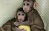 Вчені вперше клонували мавпу
