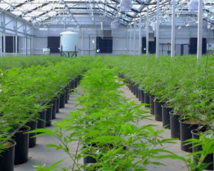 У Канаді з&#039;явиться найбільша компанія з виробництва марихуани