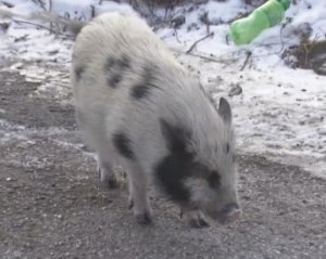 Поліція ловила свиню-втікачку — кумедне відео з нагрудних камер
