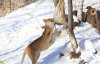 Показали, как зимой развлекаются львы в столичном зоопарке