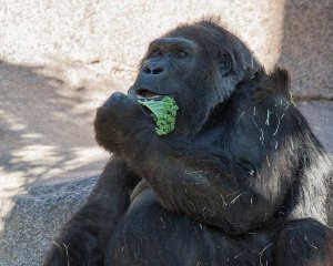 В американском зоопарке умерла одна из старейших горилл