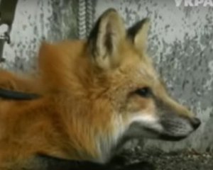 Охрана в супермаркете подралась с мужчиной через лисицу (видео)