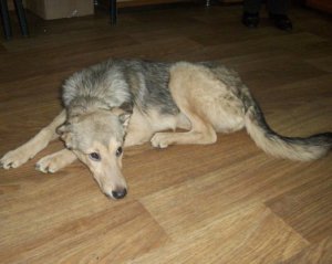 "Захлеснула хвиля жалю і люті": собаку визволили від жорстоких хазяїв