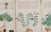 Ученые расшифровали загадочный манускрипт Войнича