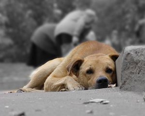 Человек убивает и ест бездомных собак