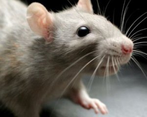 Сеть развеселил крыса, которая принимает душ