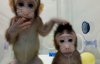 Чем перспективное клонирования животных