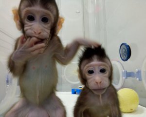 Чим перспективне клонування тварин