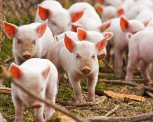 Новий спалах африканської чуми: на Полтавщині знищили 1800 свиней