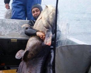 Рибалки спіймали сома вагою 140 кг