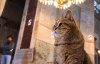 Город кошек: показали роскошную жизнь пушистых жителей