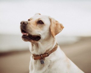 Ученые выяснили, кого чаще кусают собаки