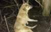 Собаки в проволочных петлях - волонтеры рассказали об издевательствах над животными