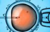 Вперше в лабораторії виростили людську яйцеклітину