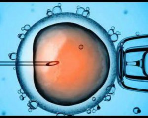 Вперше в лабораторії виростили людську яйцеклітину
