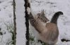 Мокрые и счастливы - трогательная фотоподборка реакции кошек на снегопад