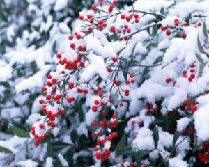 Хмарне небо, сніг та дощ: яка погода чекає українців