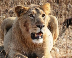 Львы загрызли браконьера в заповеднике