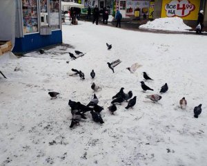 Пенсіонери полюють на голубів для харчування
